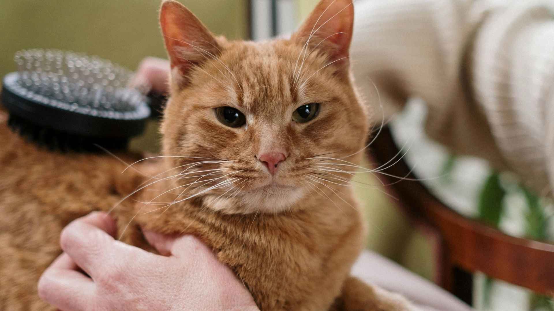 gato de pelo corto siendo peinado